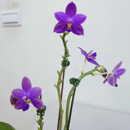 Phalaenopsis Ludde - violacea