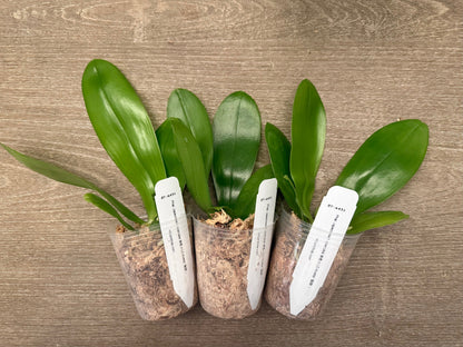 Phalaenopsis (speciosa f. blue x LD Avatar ‘Blue Bird’) BTA431