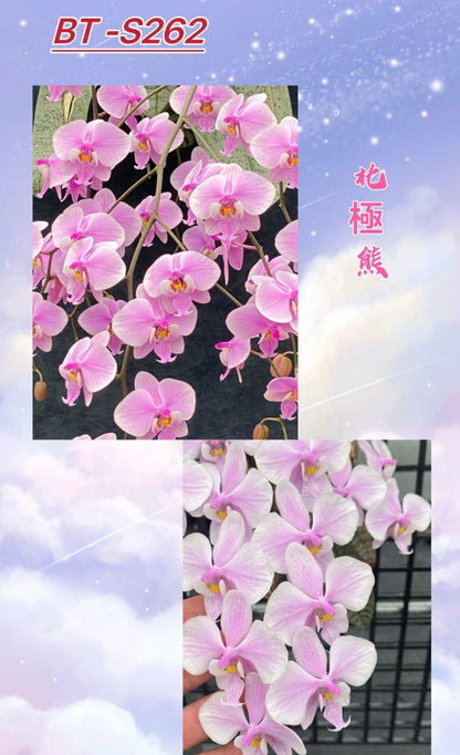 Phalaenopsis schilleriana ‘Polar Bear’ BTS262
