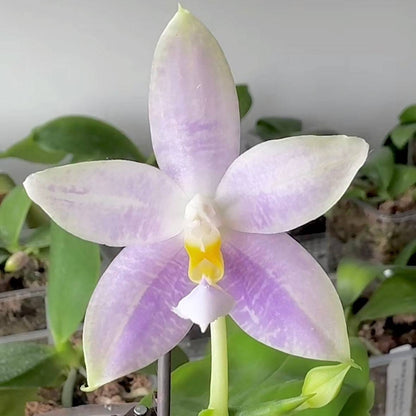 Phalaenopsis (Lucien Samera x Vinh Long Red Sun)