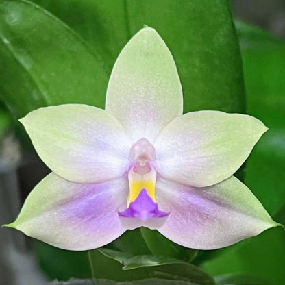 Phalaenopsis (Yang Yang Blue Bellina x Lee Wai Queen)
