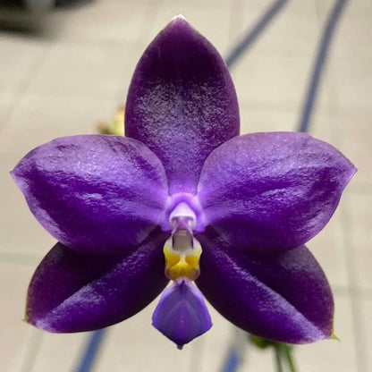 Phalaenopsis Ludde - violacea