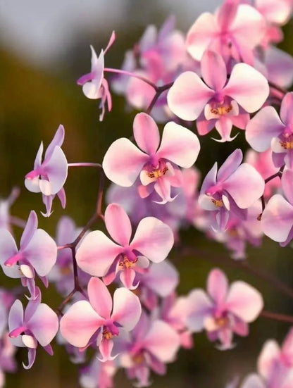 Phalaenopsis schilleriana 'YL101'