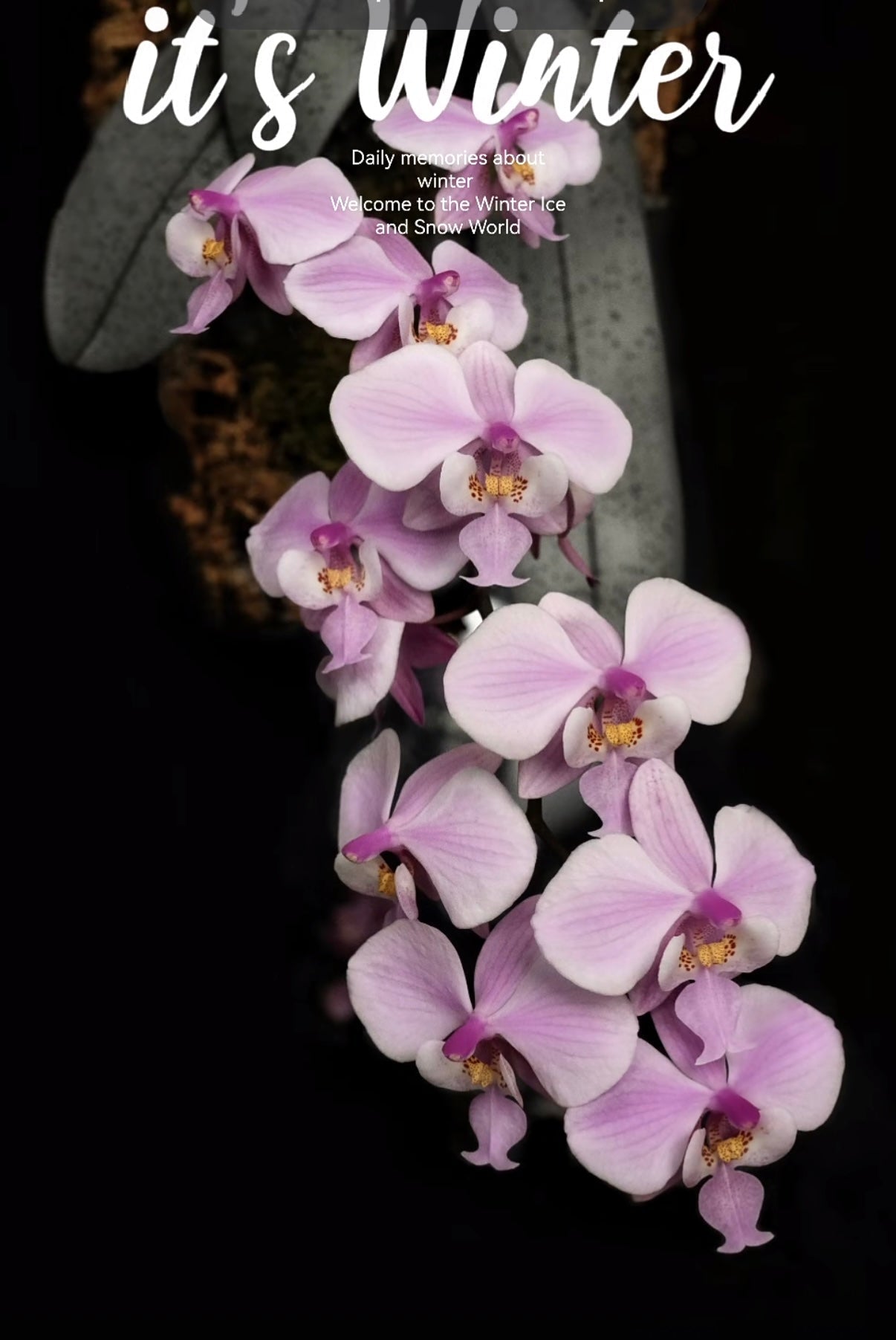 Phalaenopsis schilleriana ‘Polar Bear’ BTS262
