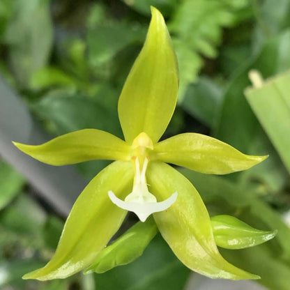 Phalaenopsis pantherina alba 'YL'