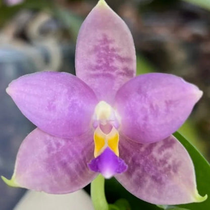 Phalaenopsis (Lucien Samera x Vinh Long Red Sun)