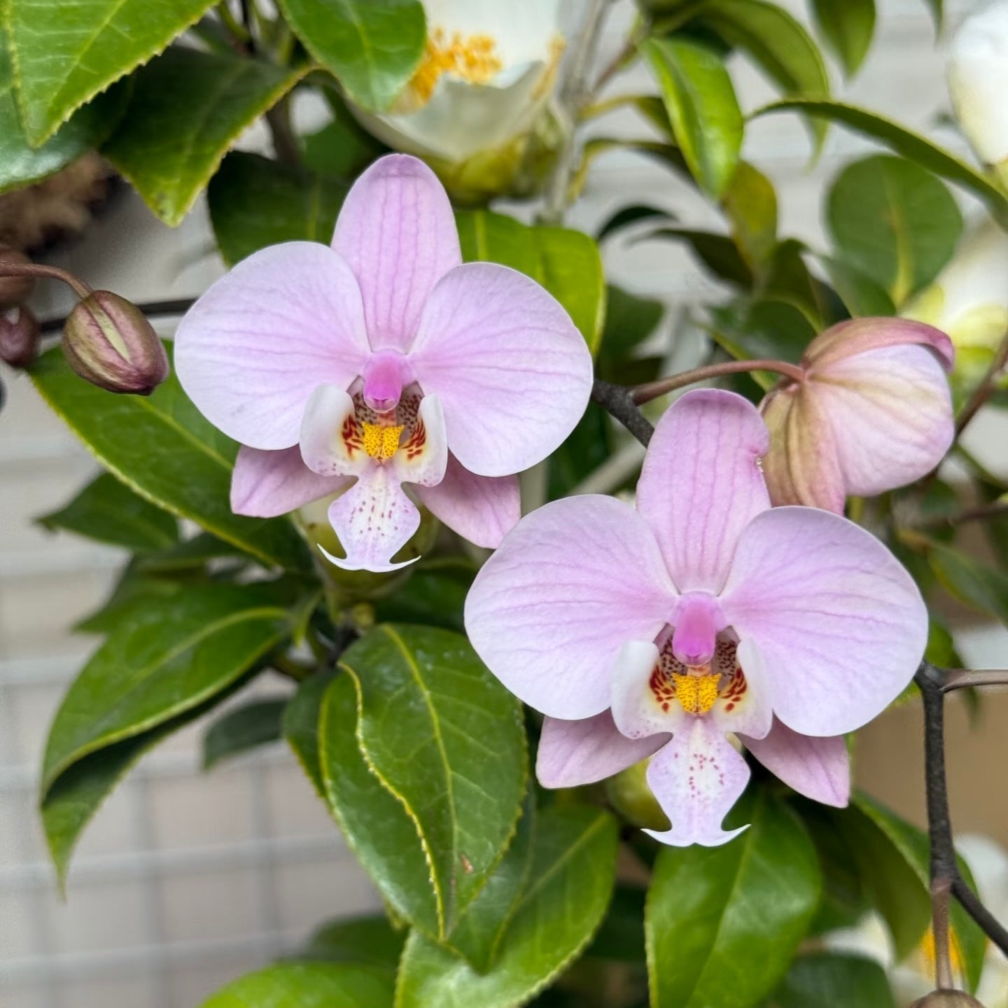Phalaenopsis schilleriana ‘Polar Bear’ BTS262