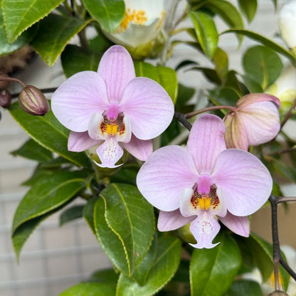 Phalaenopsis schilleriana ‘Polar Bear’ BTS262