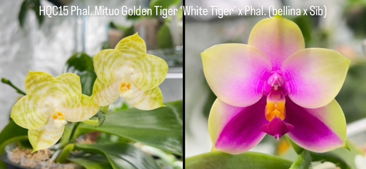 Phalaenopsis Mituo Golden Tiger ‘White Tiger’ x bellina ‘pink’