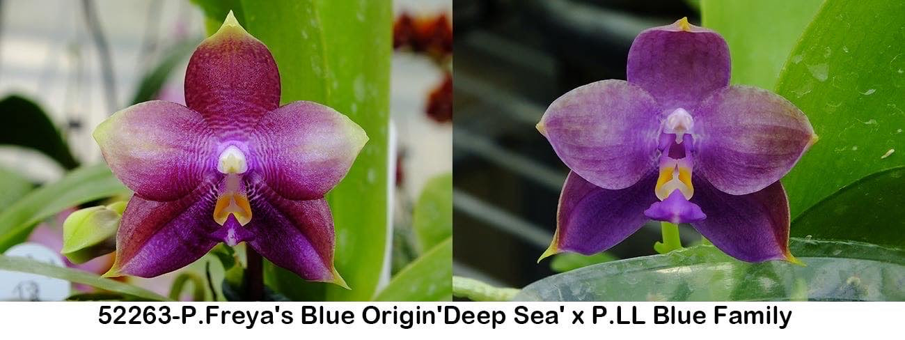 Phalaenopsis (Freya's Blue Origin 'Deep Sea' x LL Blue Family)