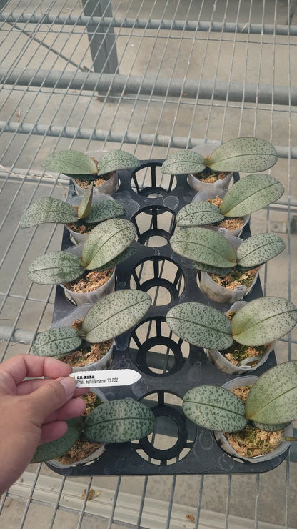 Phalaenopsis schilleriana 'YL101'
