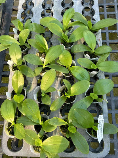 Phalaenopsis (Penang Violecea ‘BK forest’ X (Jennifer Palermo X Chien Lung Red King) fma. indigo ‘BK#2’)