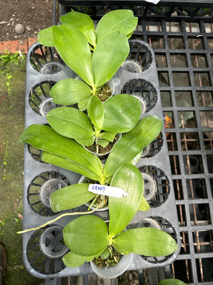 Phalaenopsis (Vinh Long Red Sun x Lee Wai Queen)