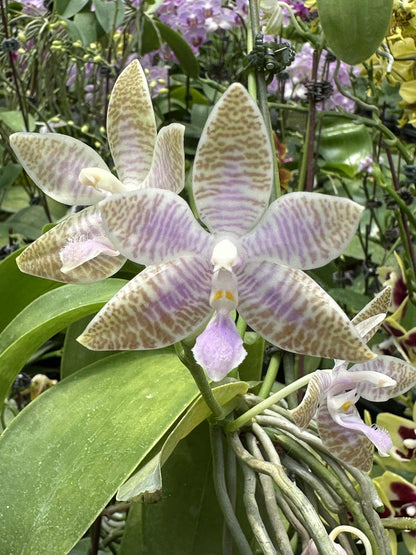 Phalaenopsis lueddemanniana coerulea x sib