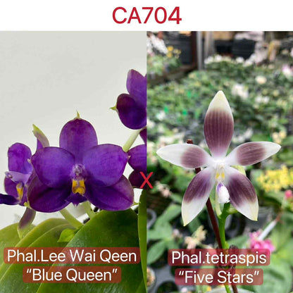 Phalaenopsis (Lee Wai Queen x tetraspis)