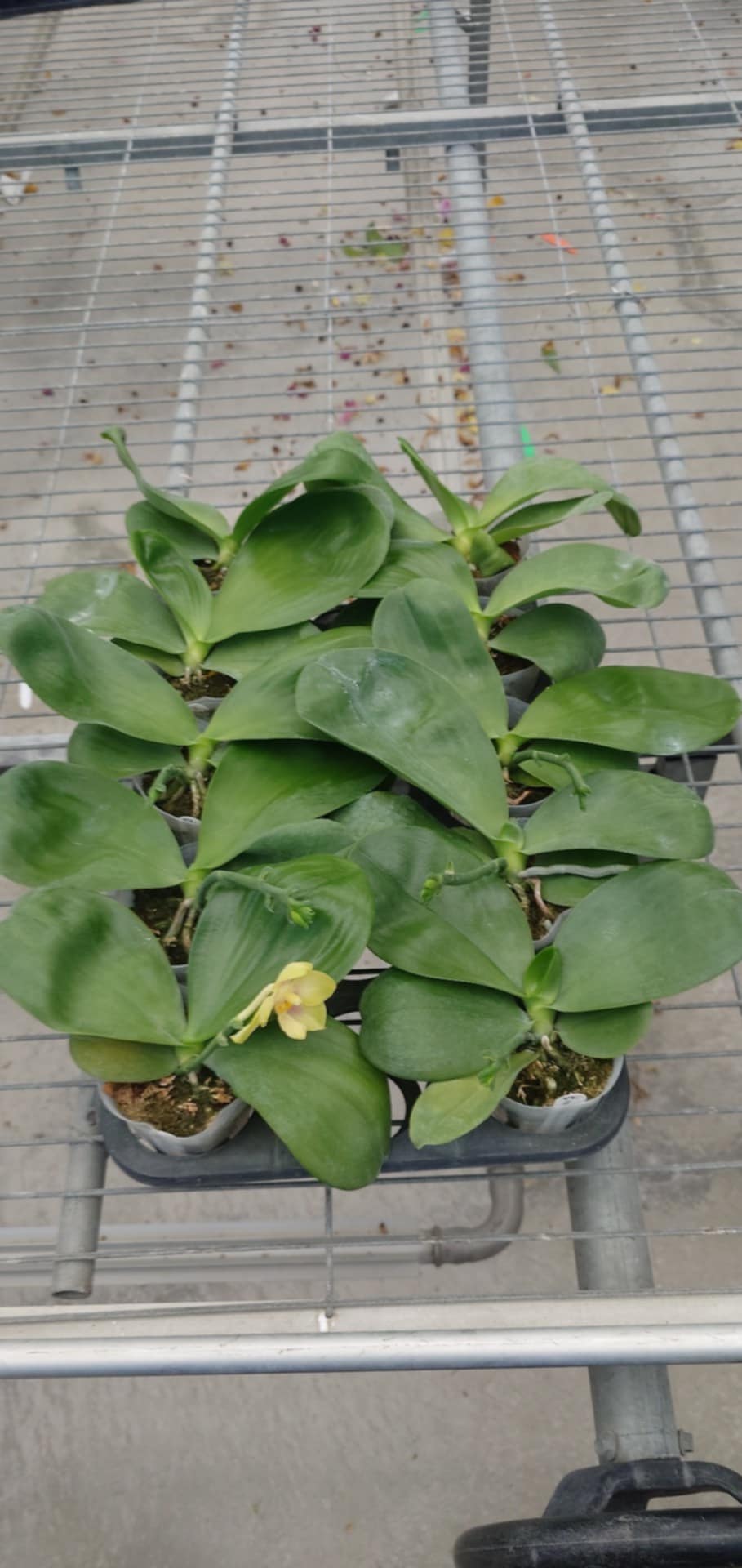 Phalaenopsis Patti Lee SM/WOC2021