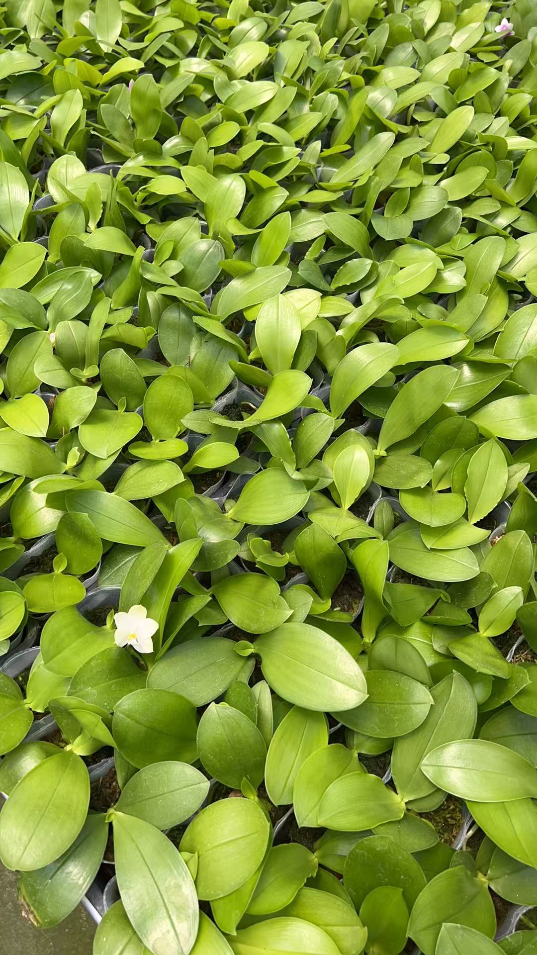Phalaenopsis (Penang Jewel x (Yaphon Super Jaguar x Samera)) x  Penang Violacea ‘BK Forest’