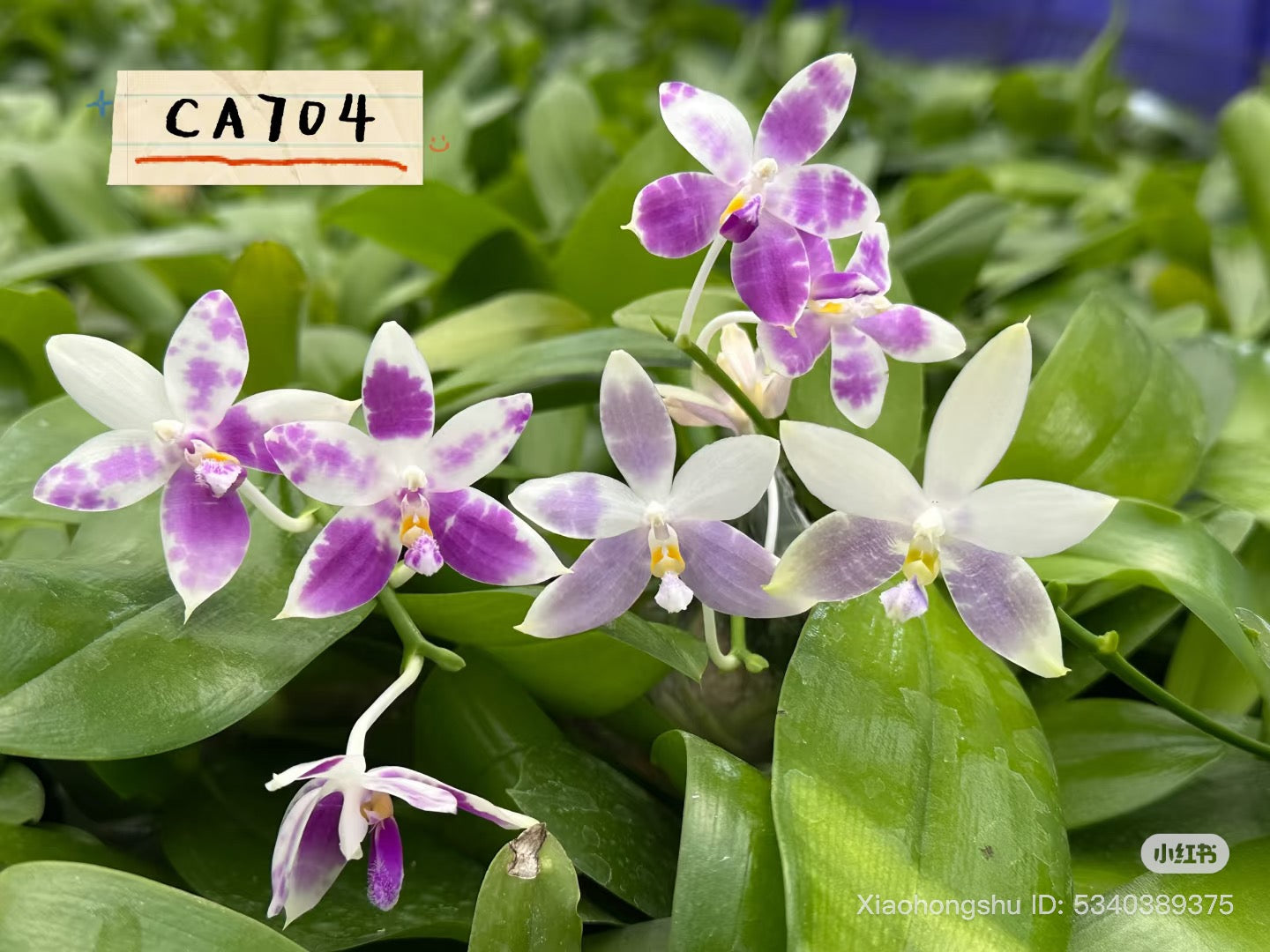 Phalaenopsis (Lee Wai Queen x tetraspis)
