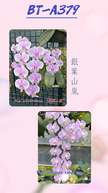 Phalaenopsis (schilleriana ‘Sliver Mountain’ x sanderiana ‘Sliver’)