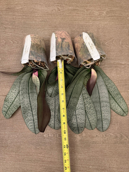 Phalaenopsis schilleriana ‘Polar Bear’ BTS262