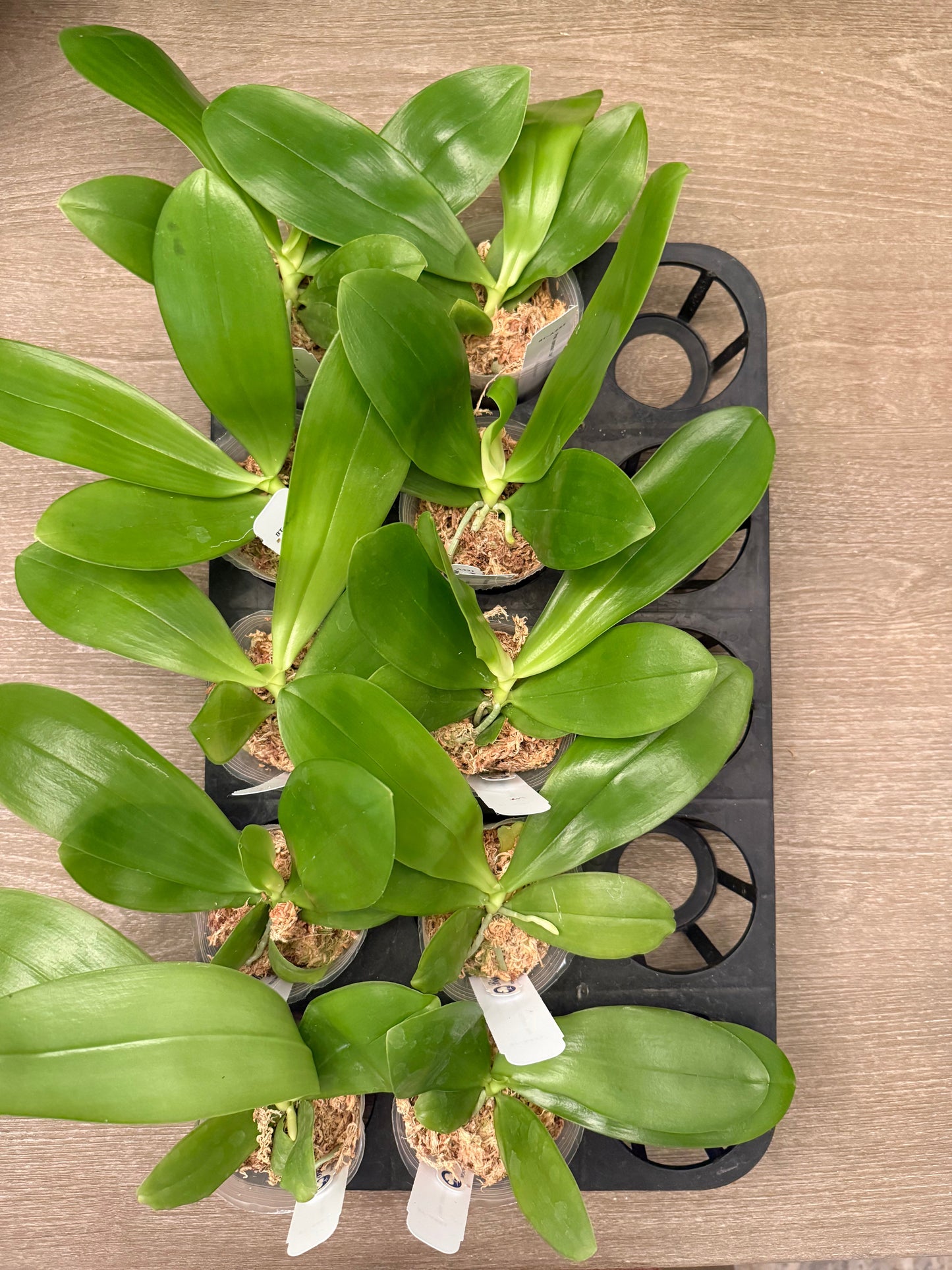 Phalaenopsis (speciosa f. blue x LD Avatar ‘Blue Bird’) BTA431