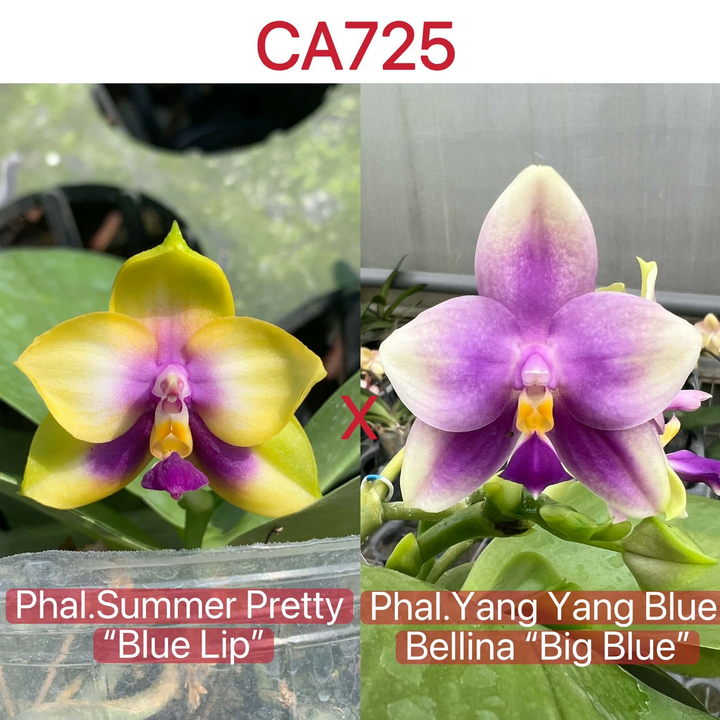 Phalaenopsis (Summer Pretty x Yang Yang Blue Bellina)