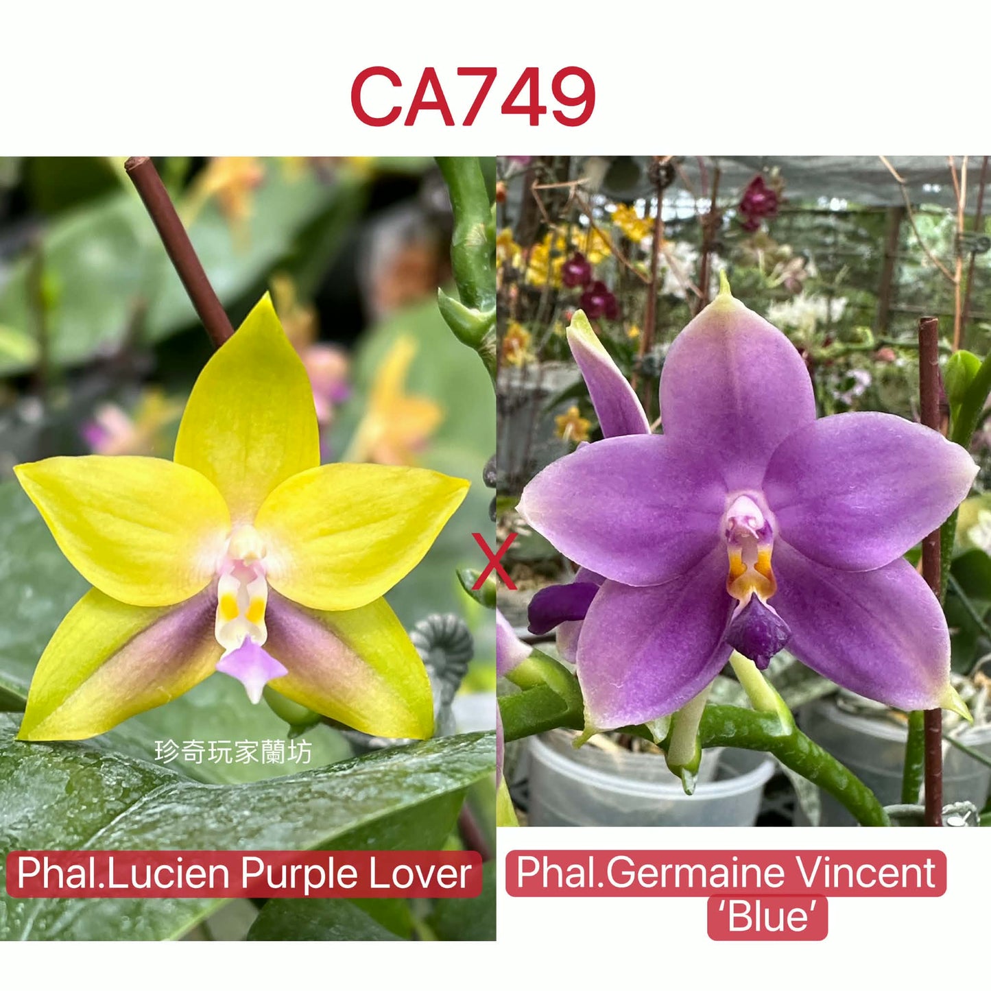Phalaenopsis (Lucien Purple Lover x Germaine Vincent)