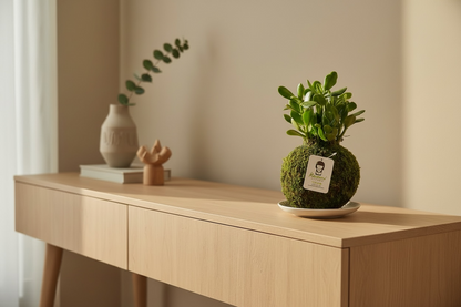 Jade | Moss Ball Kokedamas