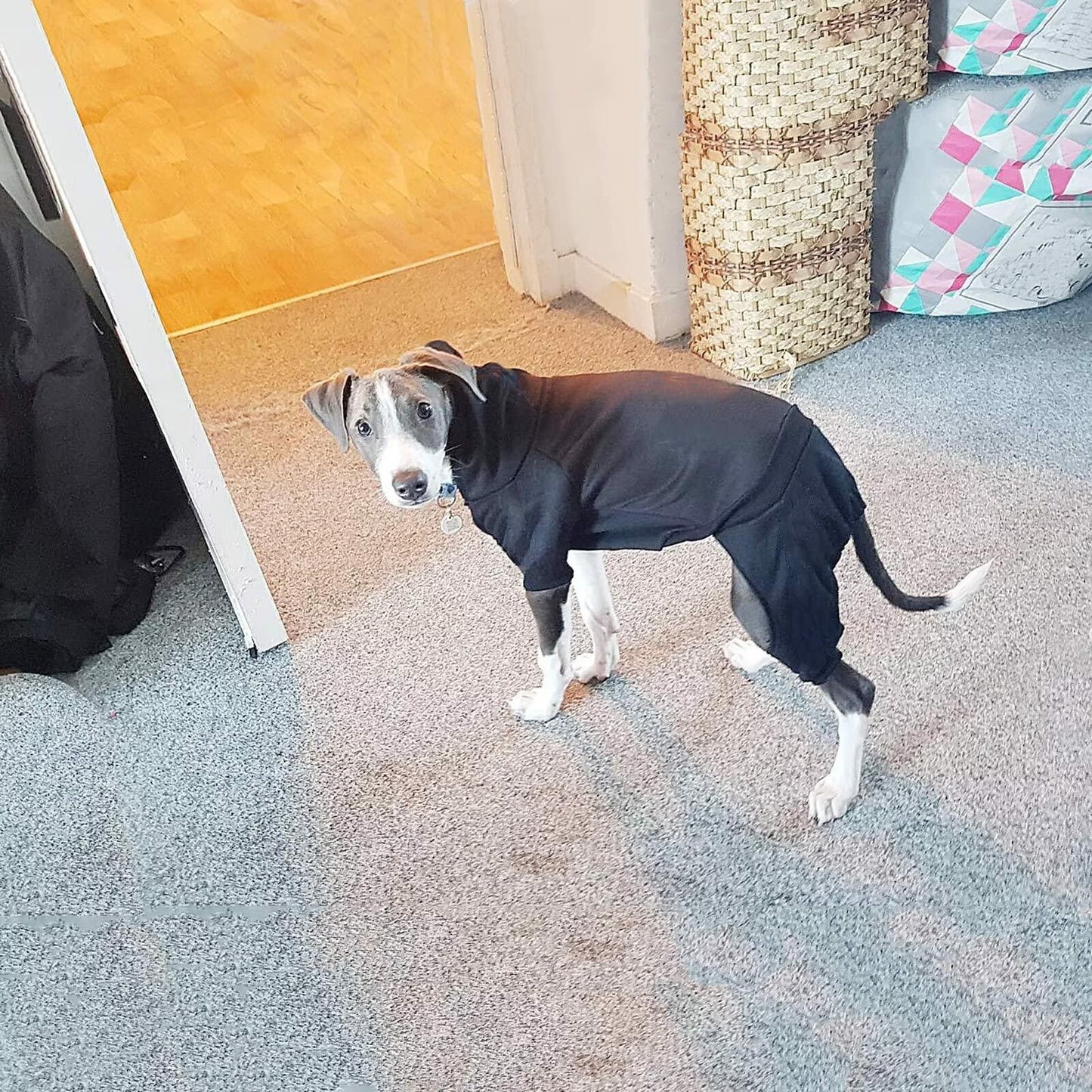 [Like New] LifeWheel Dog Hoodie Fleece Sweatshirt Buttons Winter Warm Cotton Black Size M